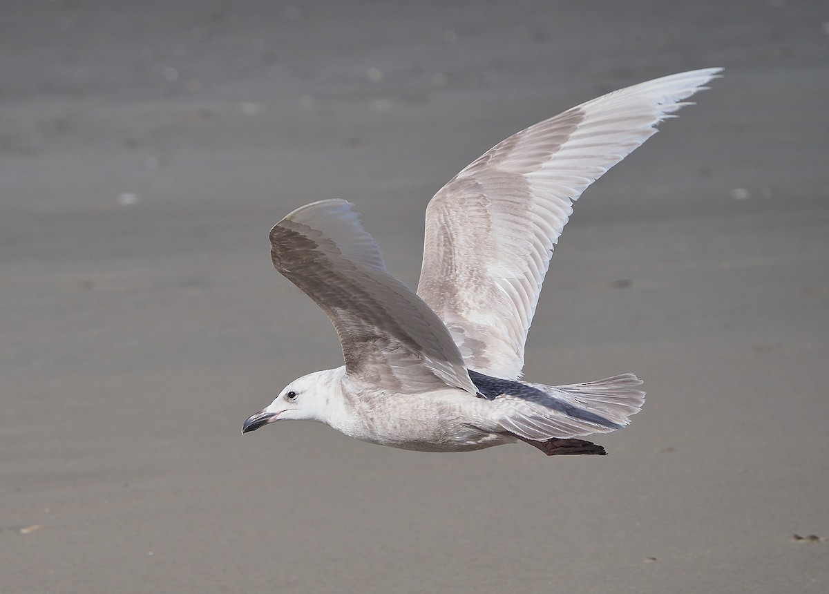 Glaucous-winged Gull - Aidan Brubaker