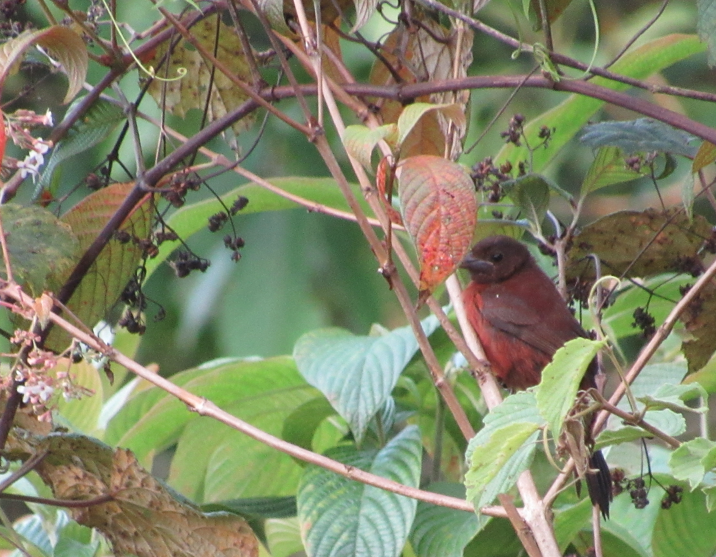 Silver-beaked Tanager - ML338377781