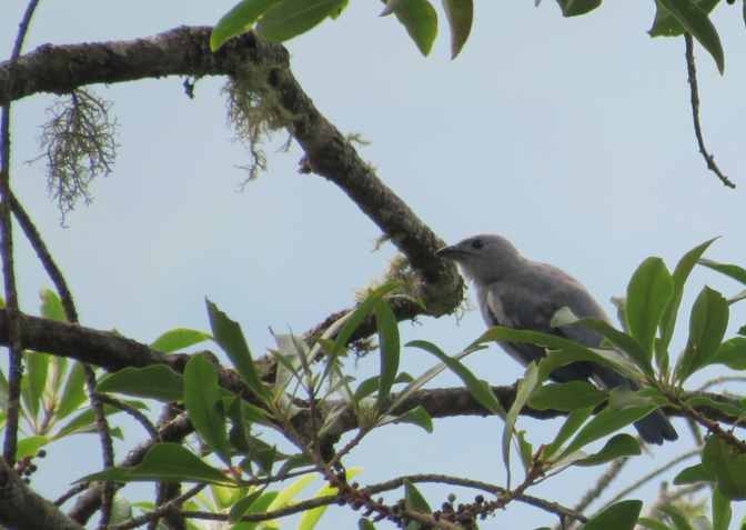 Blue-gray Tanager - ML338378131