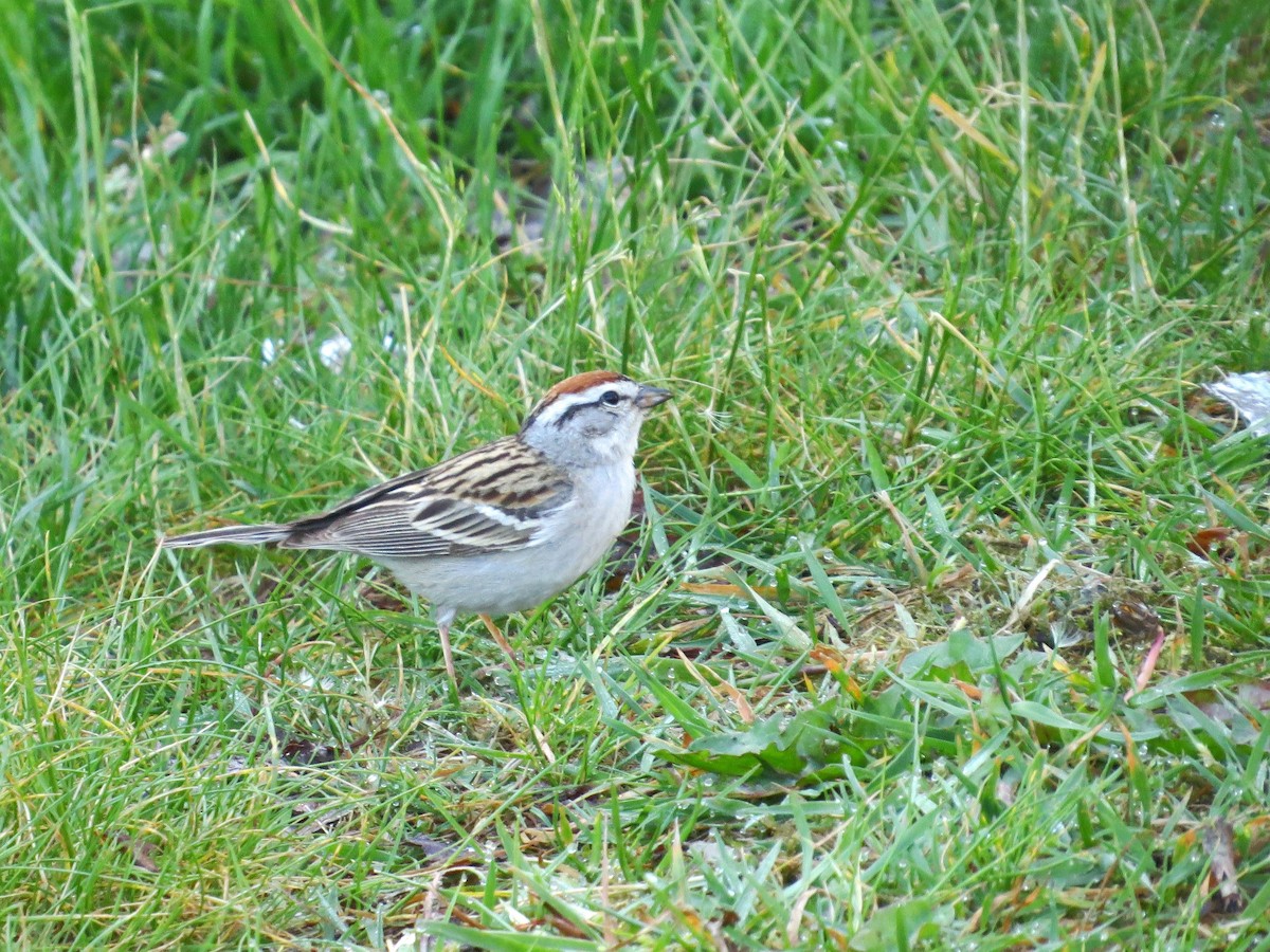 Chipping Sparrow - ML338380121