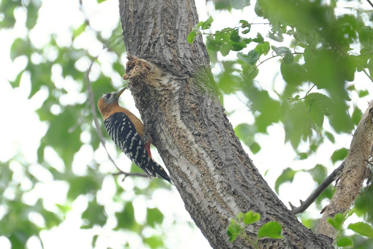 Rufous-bellied Woodpecker - David Mackie