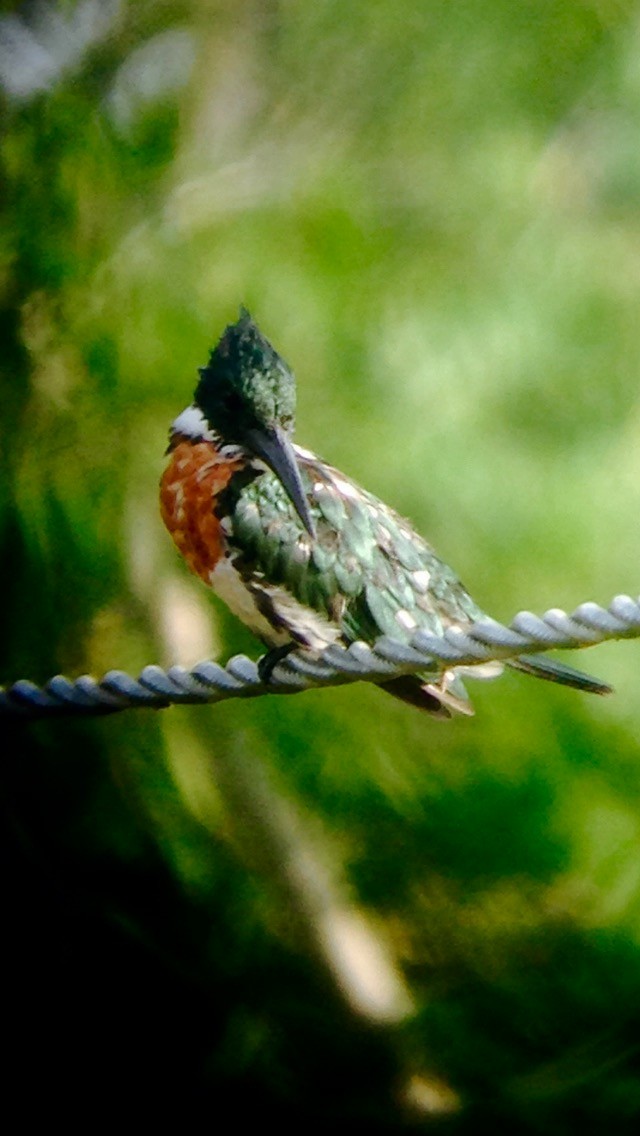 Amazon Kingfisher - nigel velasquez