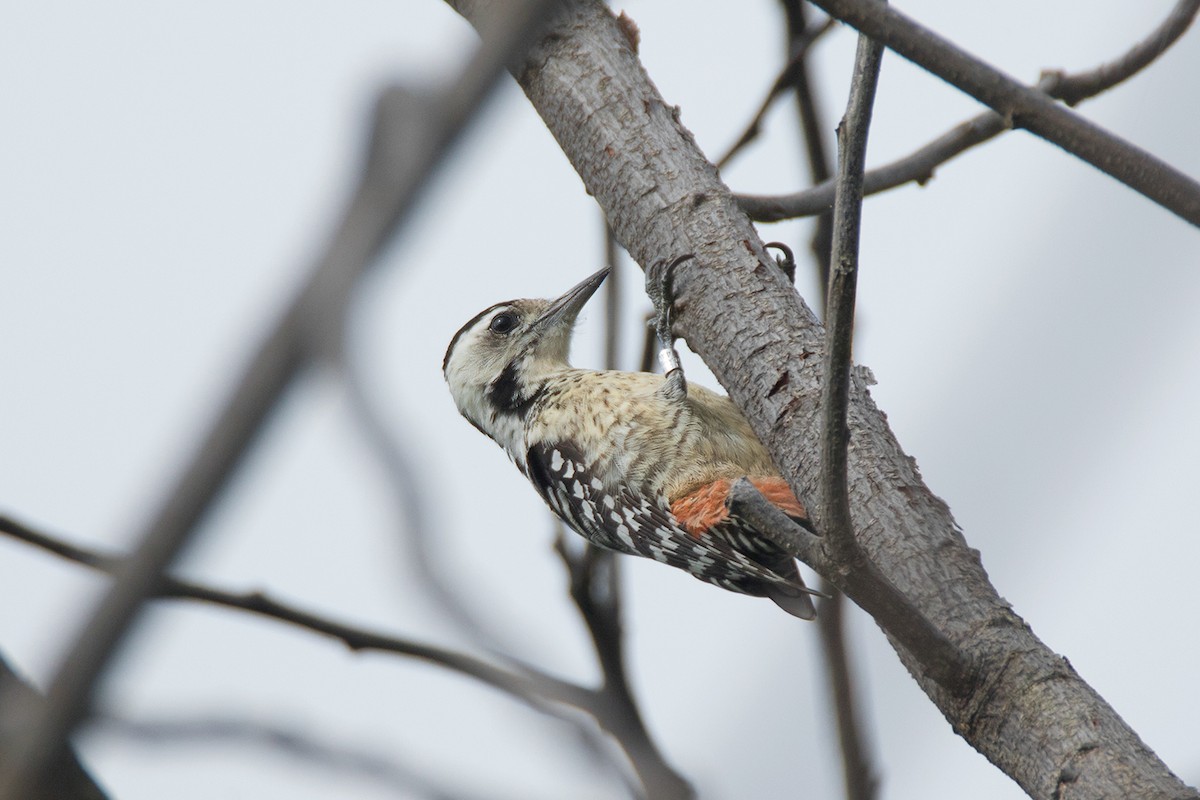 Freckle-breasted Woodpecker - ML338384771