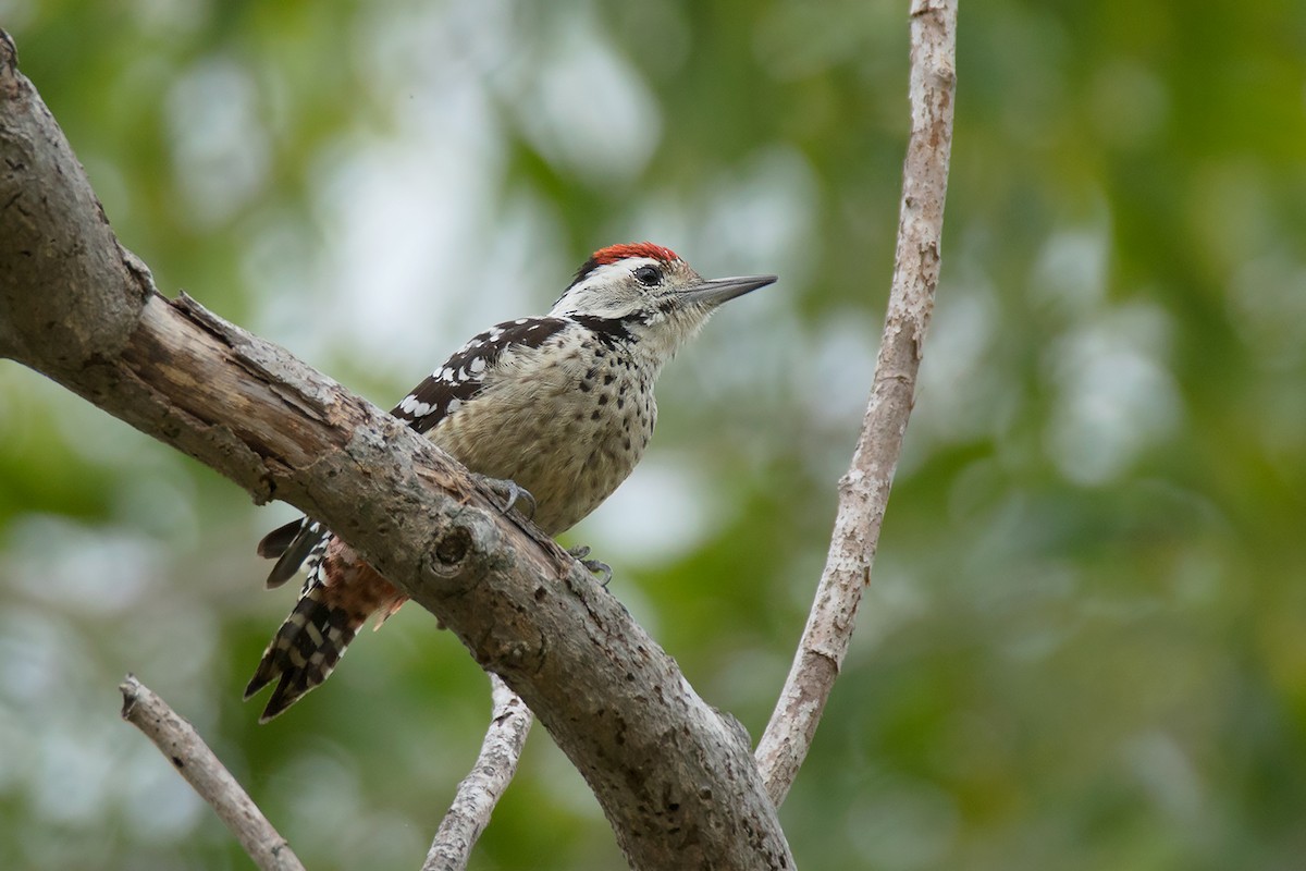 Freckle-breasted Woodpecker - ML338384791