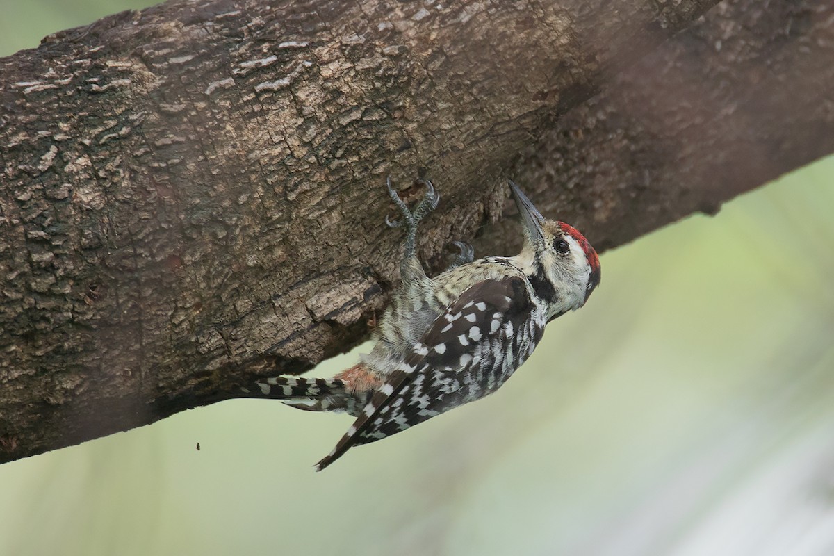 Freckle-breasted Woodpecker - Ayuwat Jearwattanakanok