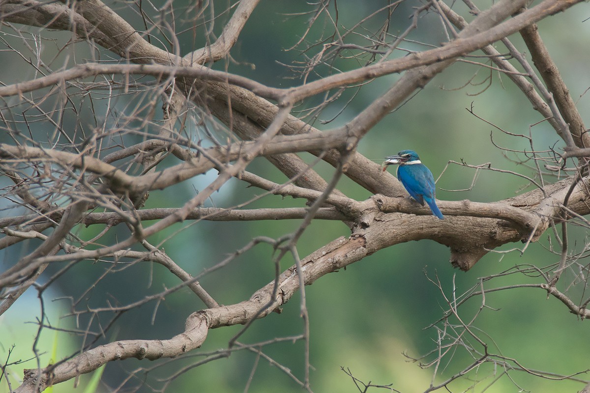 Collared Kingfisher - Ayuwat Jearwattanakanok