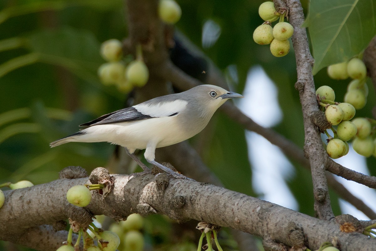 White-shouldered Starling - Ayuwat Jearwattanakanok