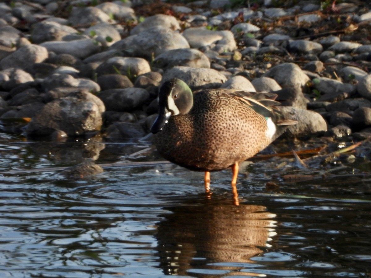 Blue-winged Teal - ML338385311