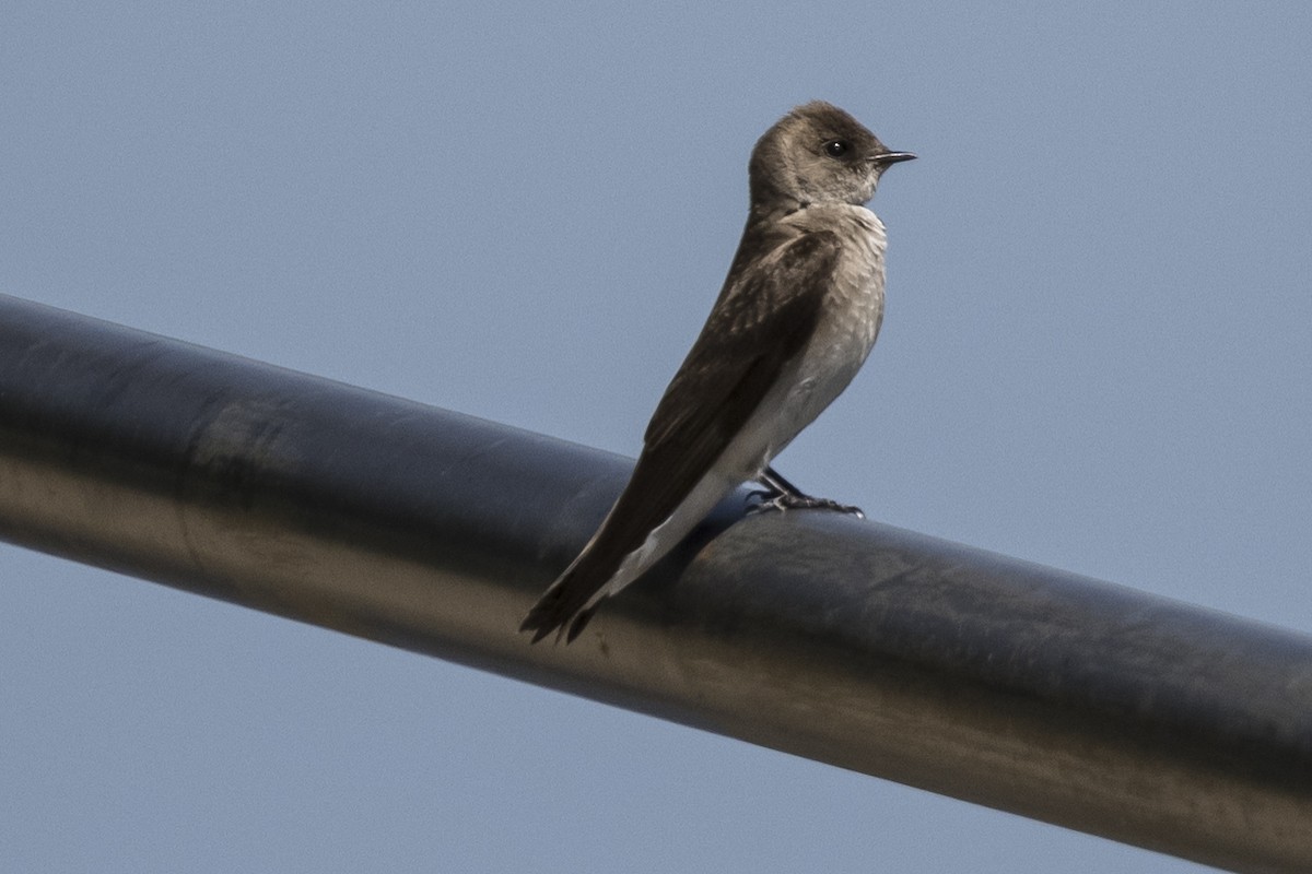 Northern Rough-winged Swallow - ML338386611