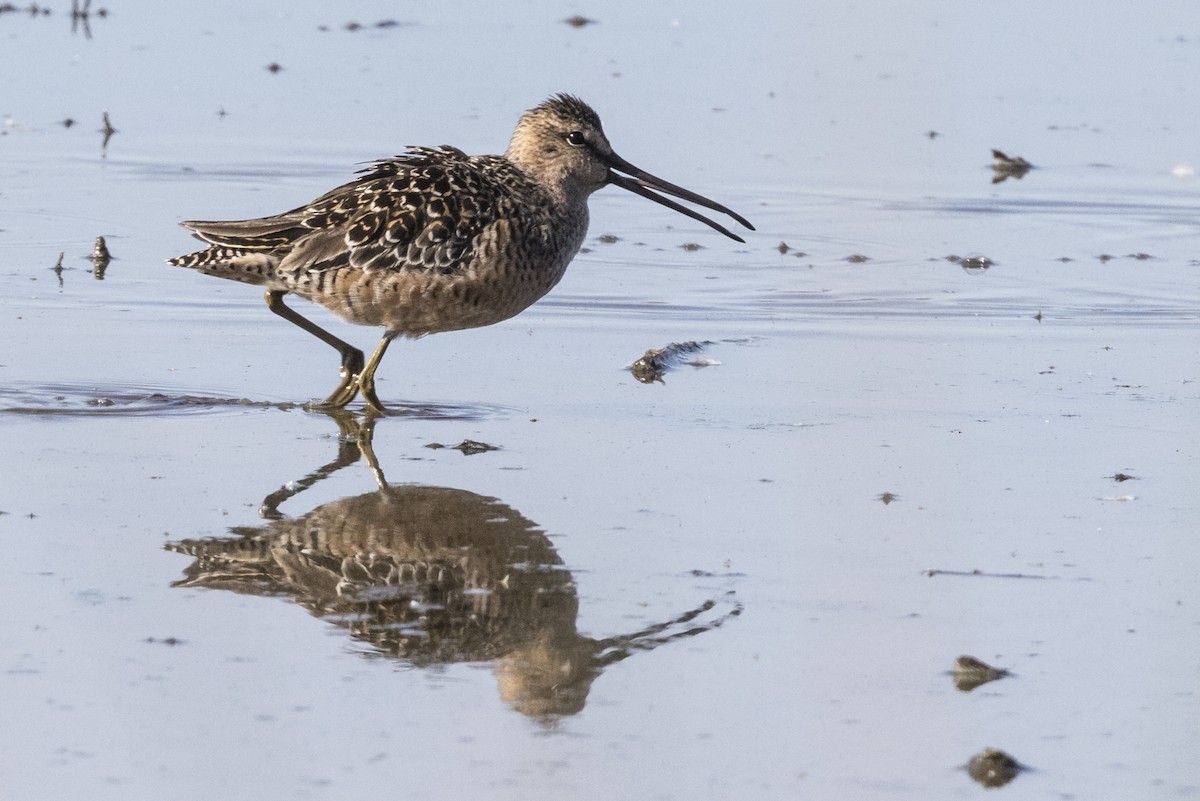 Long-billed Dowitcher - ML338386871