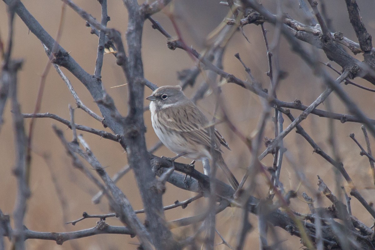 Sagebrush Sparrow - Griffin Richards