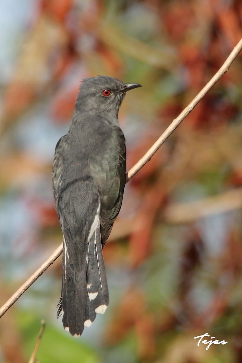 Gray-bellied Cuckoo - ML338389881