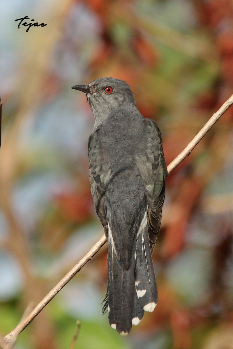 Gray-bellied Cuckoo - ML338389891