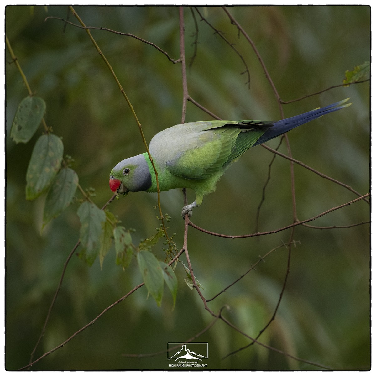 ML338390251 - Layard's Parakeet - Macaulay Library