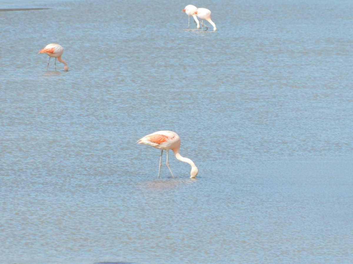 Chilean Flamingo - ML338391631