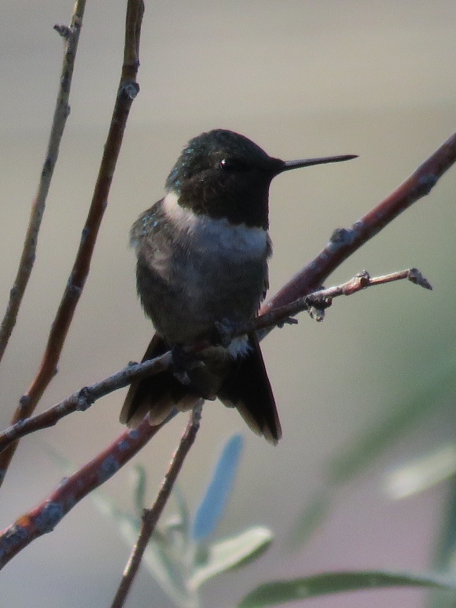 Ruby-throated Hummingbird - Nick Komar