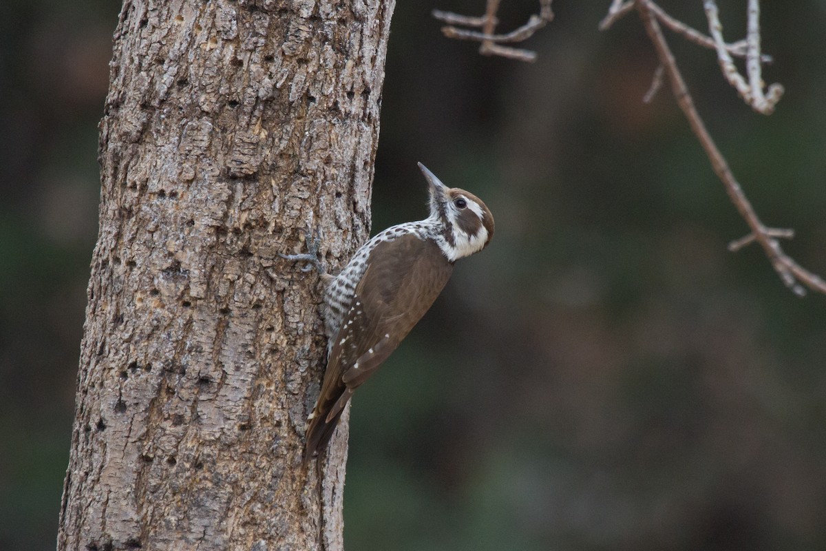Arizona Woodpecker - ML33839381