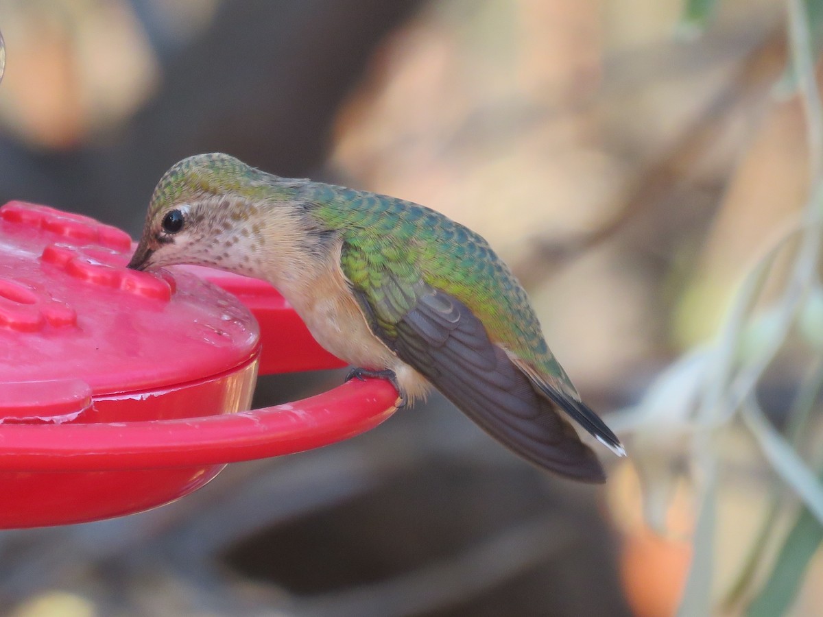 Calliope Hummingbird - ML33839391