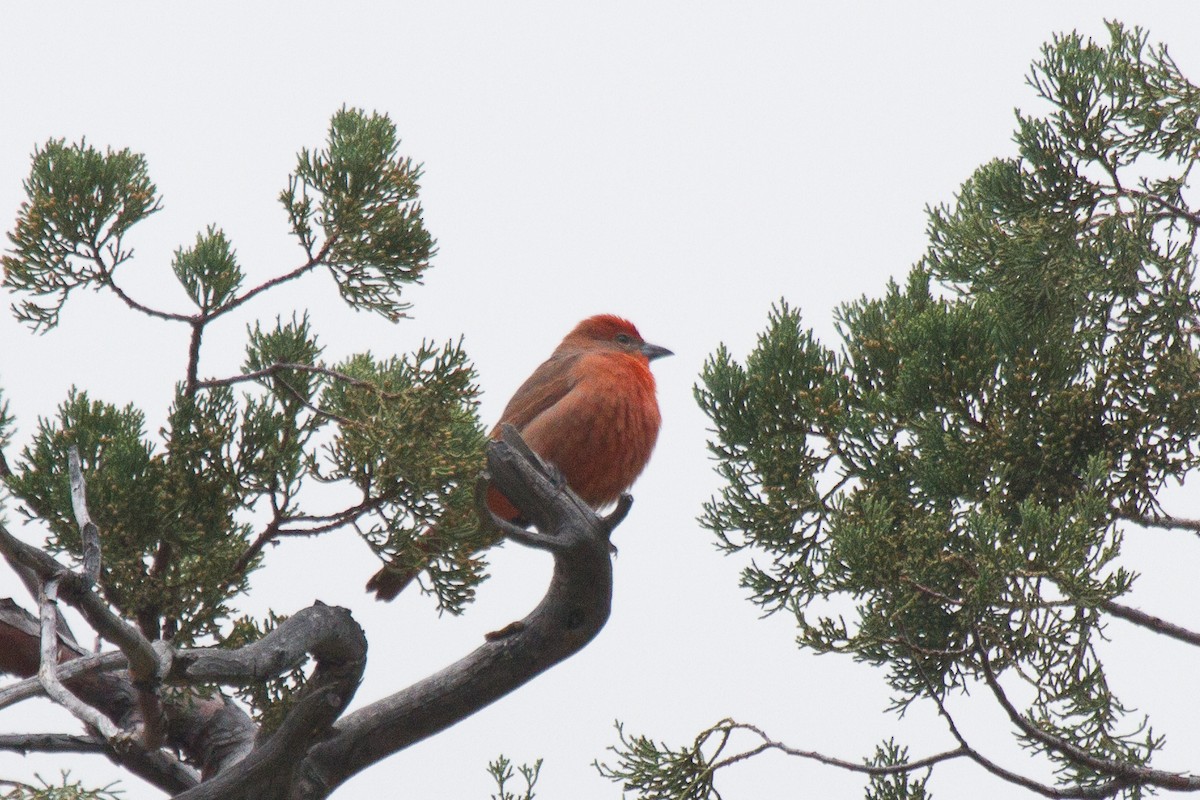 Hepatic Tanager - ML33839431