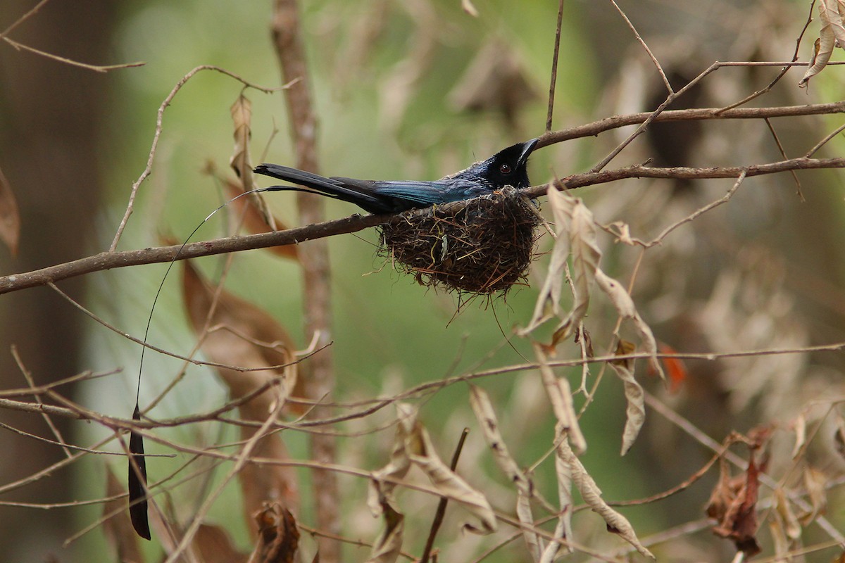 Lesser Racket-tailed Drongo - ML338395051