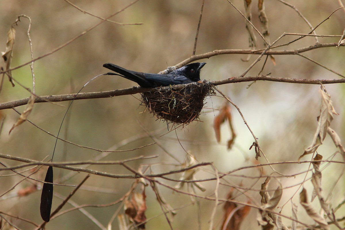 Lesser Racket-tailed Drongo - ML338395061