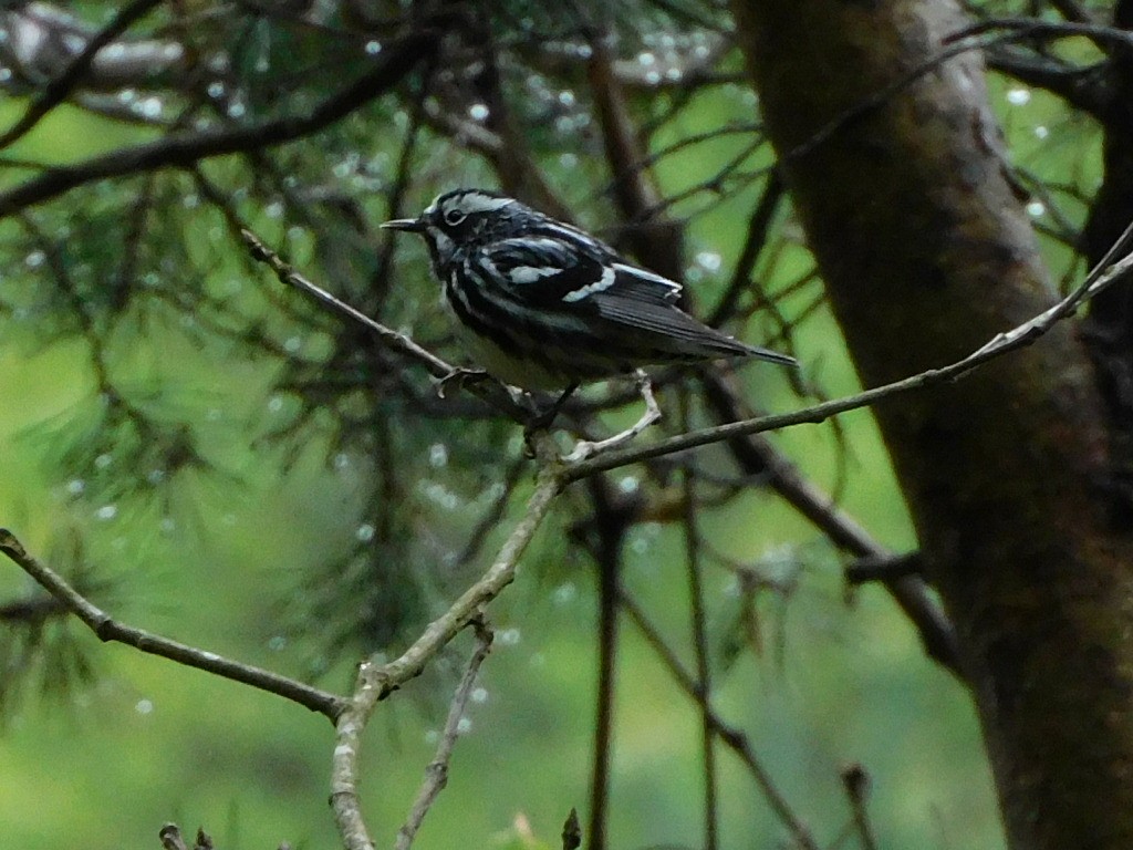 Black-and-white Warbler - ML338398341