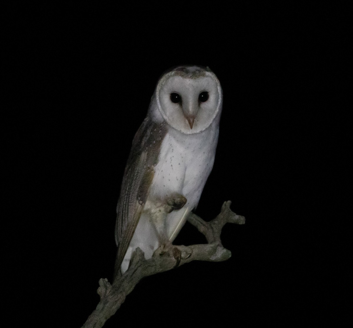 Barn Owl (Eastern) - ML338403381