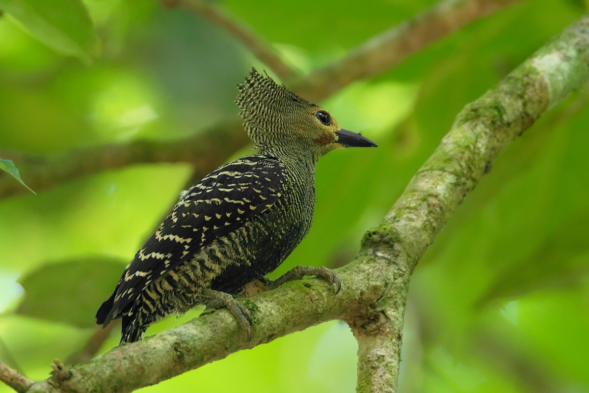 Buff-rumped Woodpecker - Ayuwat Jearwattanakanok