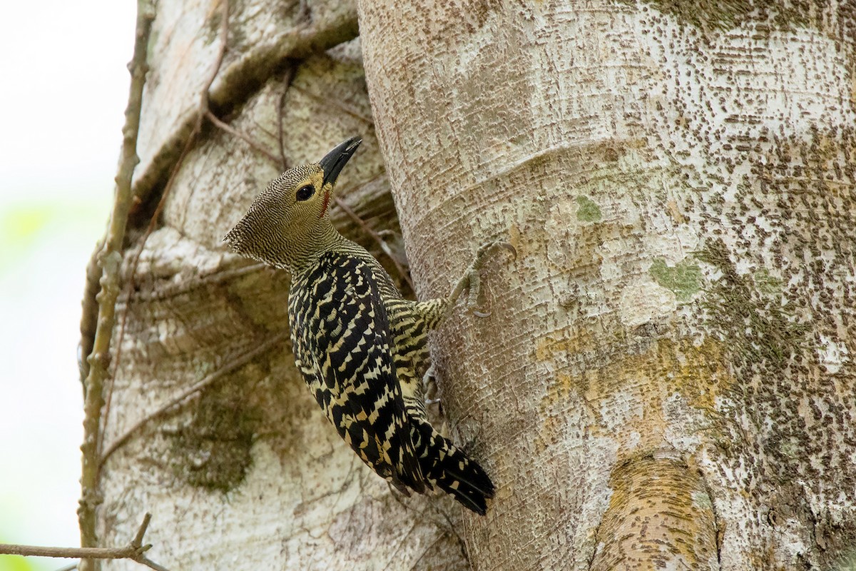 Buff-rumped Woodpecker - ML338404751