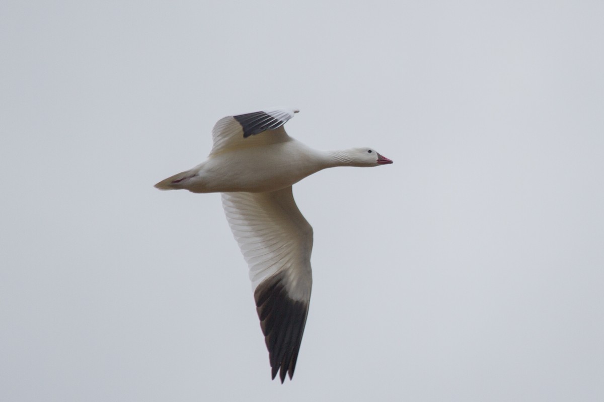 Ross's Goose - Griffin Richards