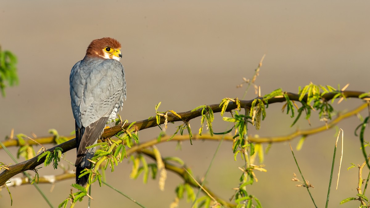 Red-necked Falcon - Raghavendra Mukundarao