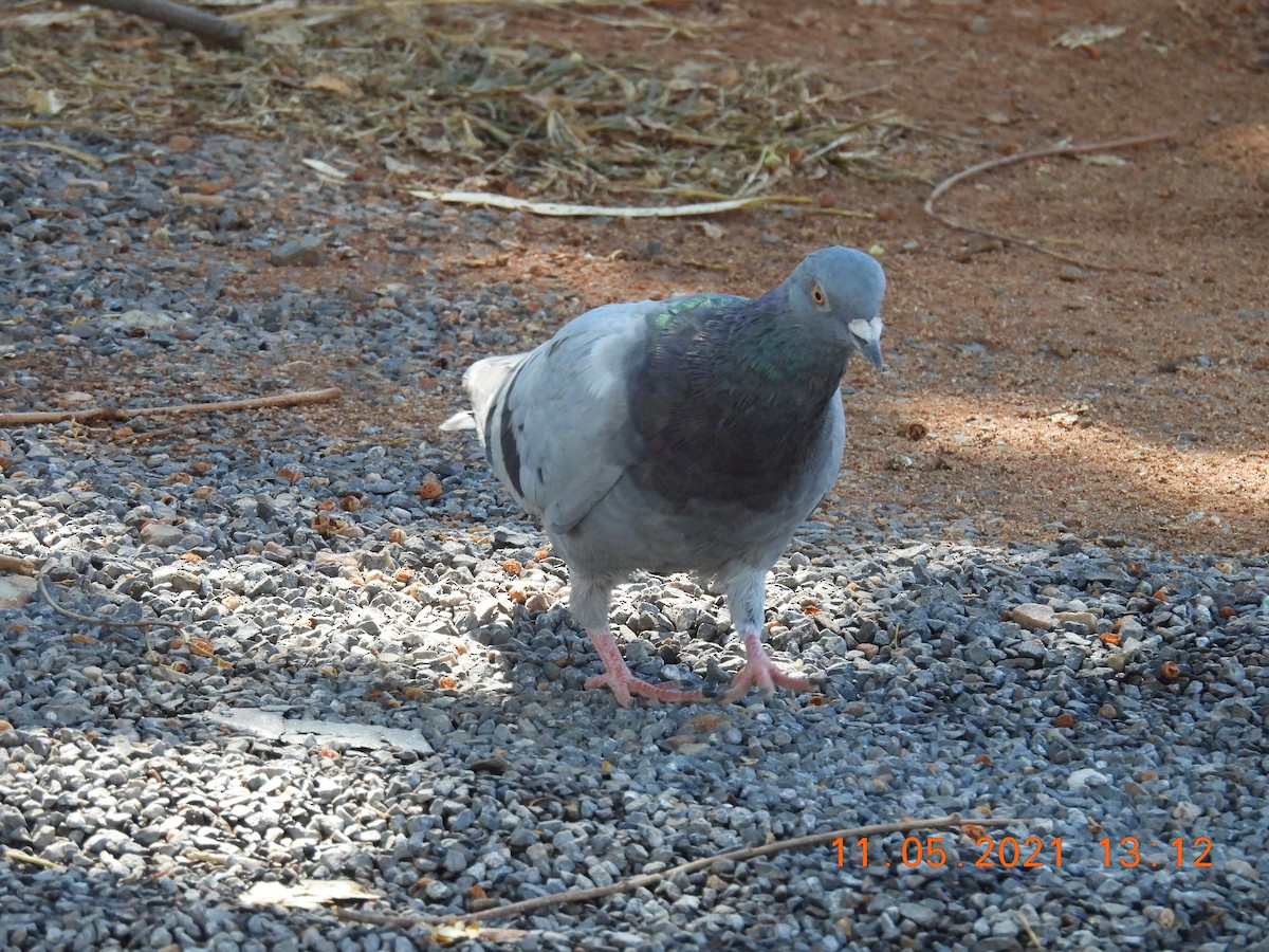 Rock Pigeon (Feral Pigeon) - ML338408481