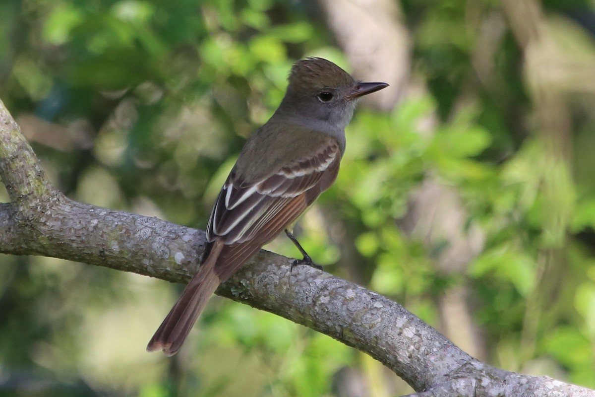 Great Crested Flycatcher - Greg Page