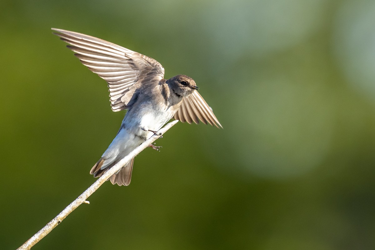 Northern Rough-winged Swallow - Brad Imhoff