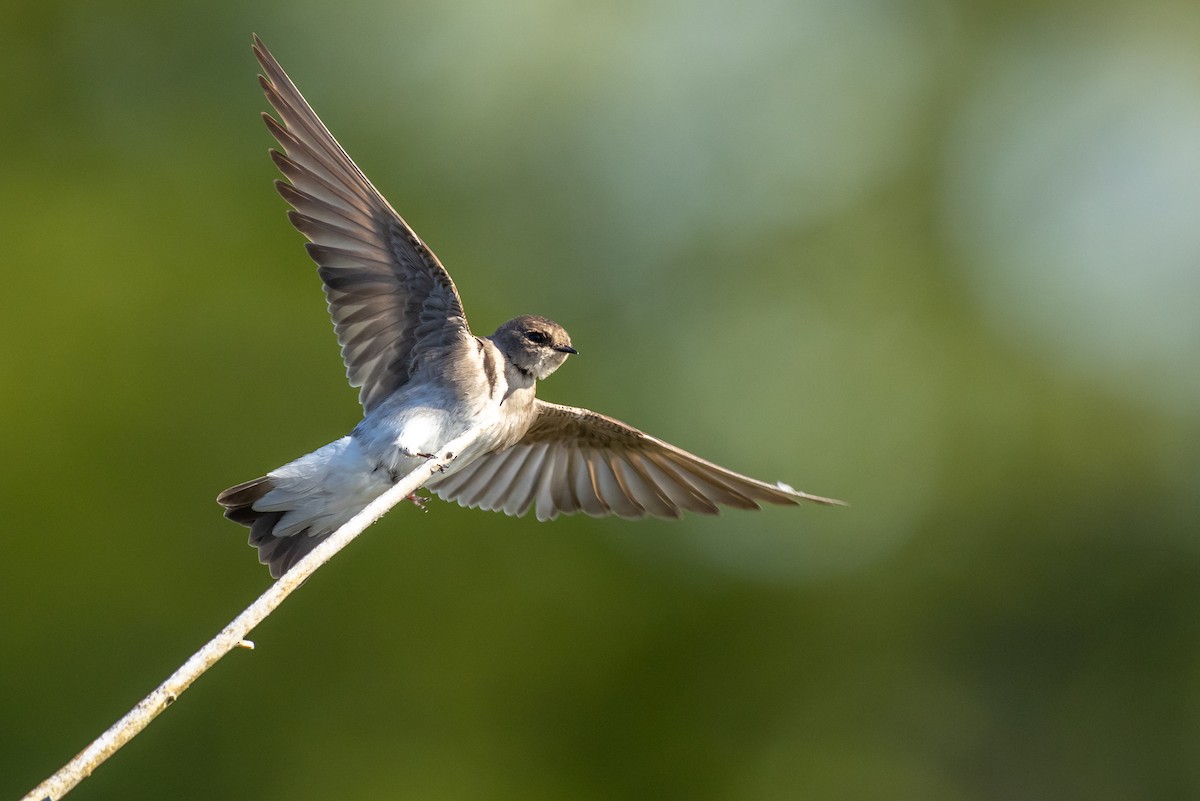 Northern Rough-winged Swallow - Brad Imhoff