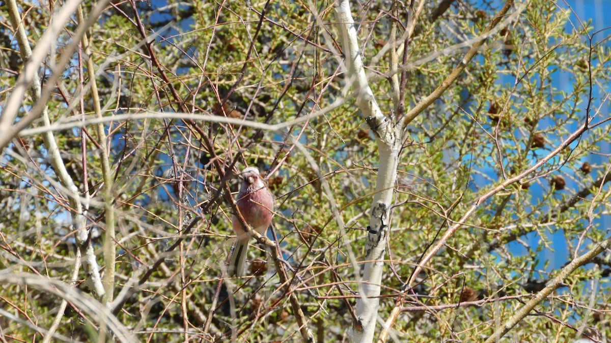 Long-tailed Rosefinch - Garid Nyambayar