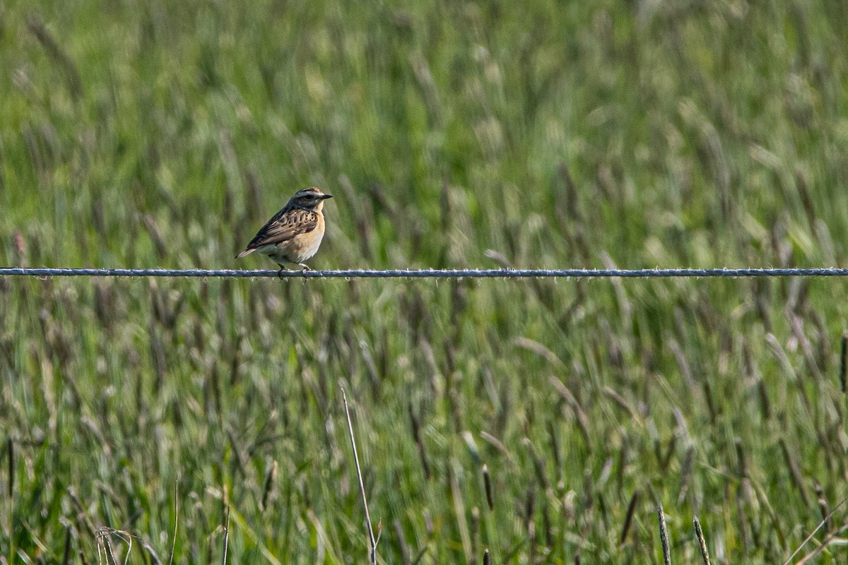 Whinchat - ML338423281