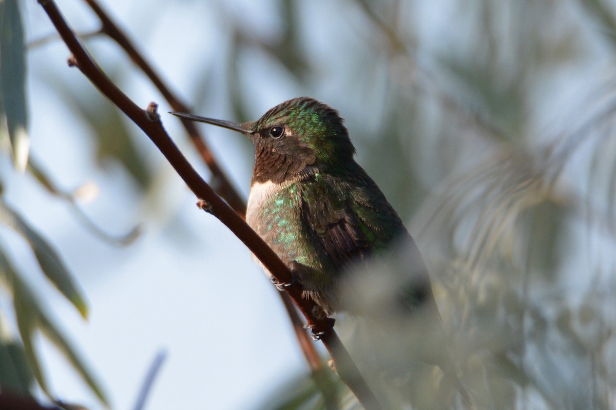 Ruby-throated Hummingbird - David Wade