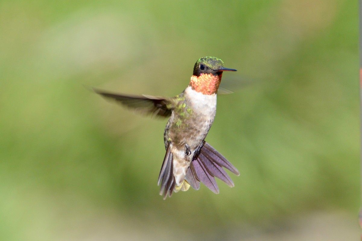 Ruby-throated Hummingbird - David Wade