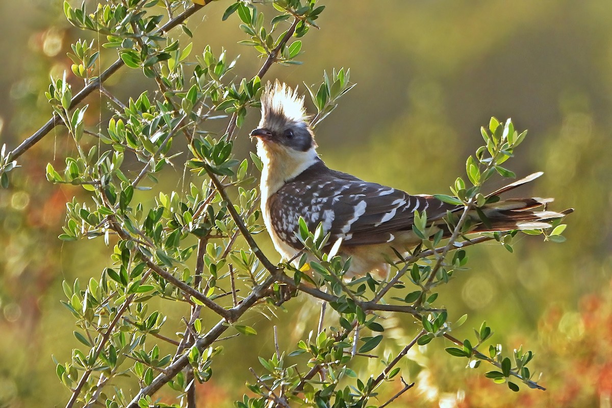 Great Spotted Cuckoo - ML338427561