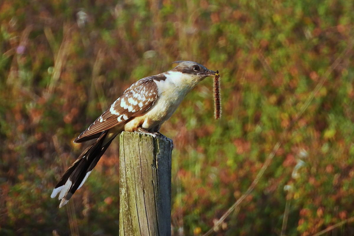 Great Spotted Cuckoo - ML338427571