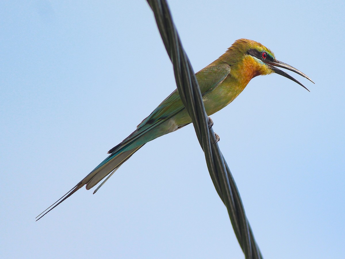 Blue-tailed Bee-eater - ML338428571