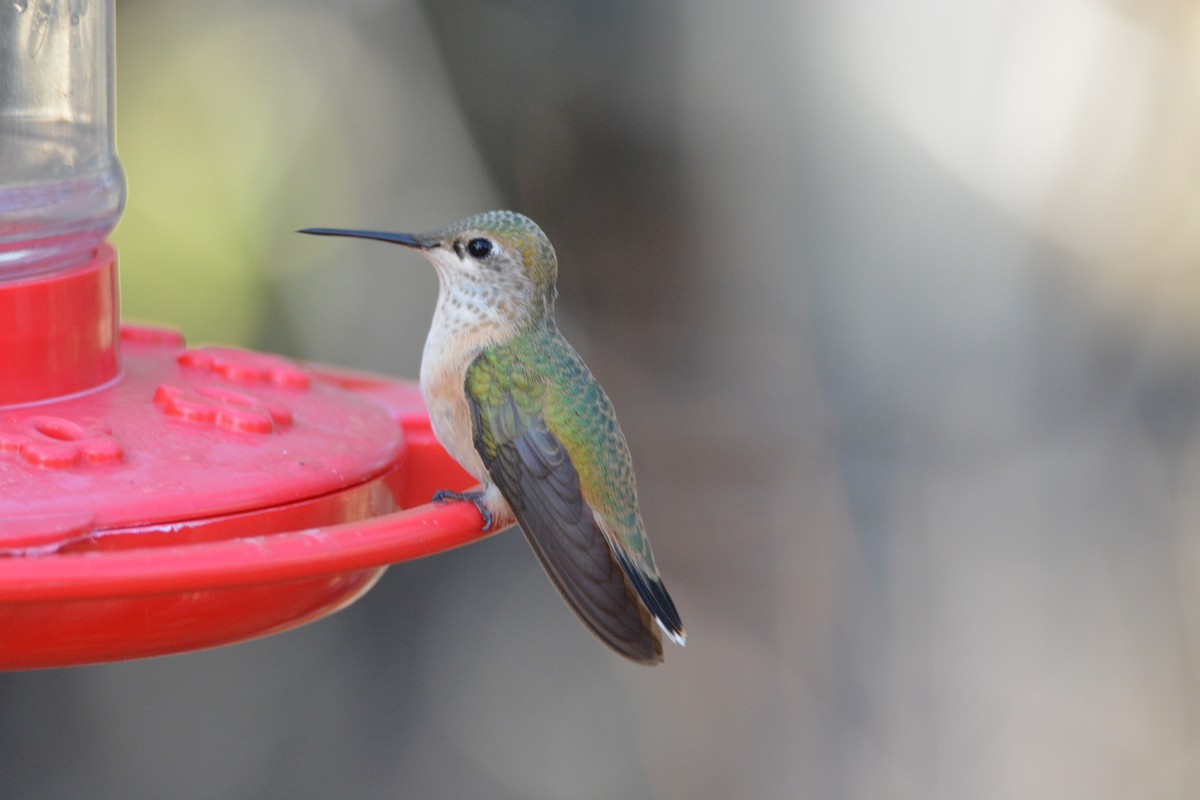 Calliope Hummingbird - ML33842921