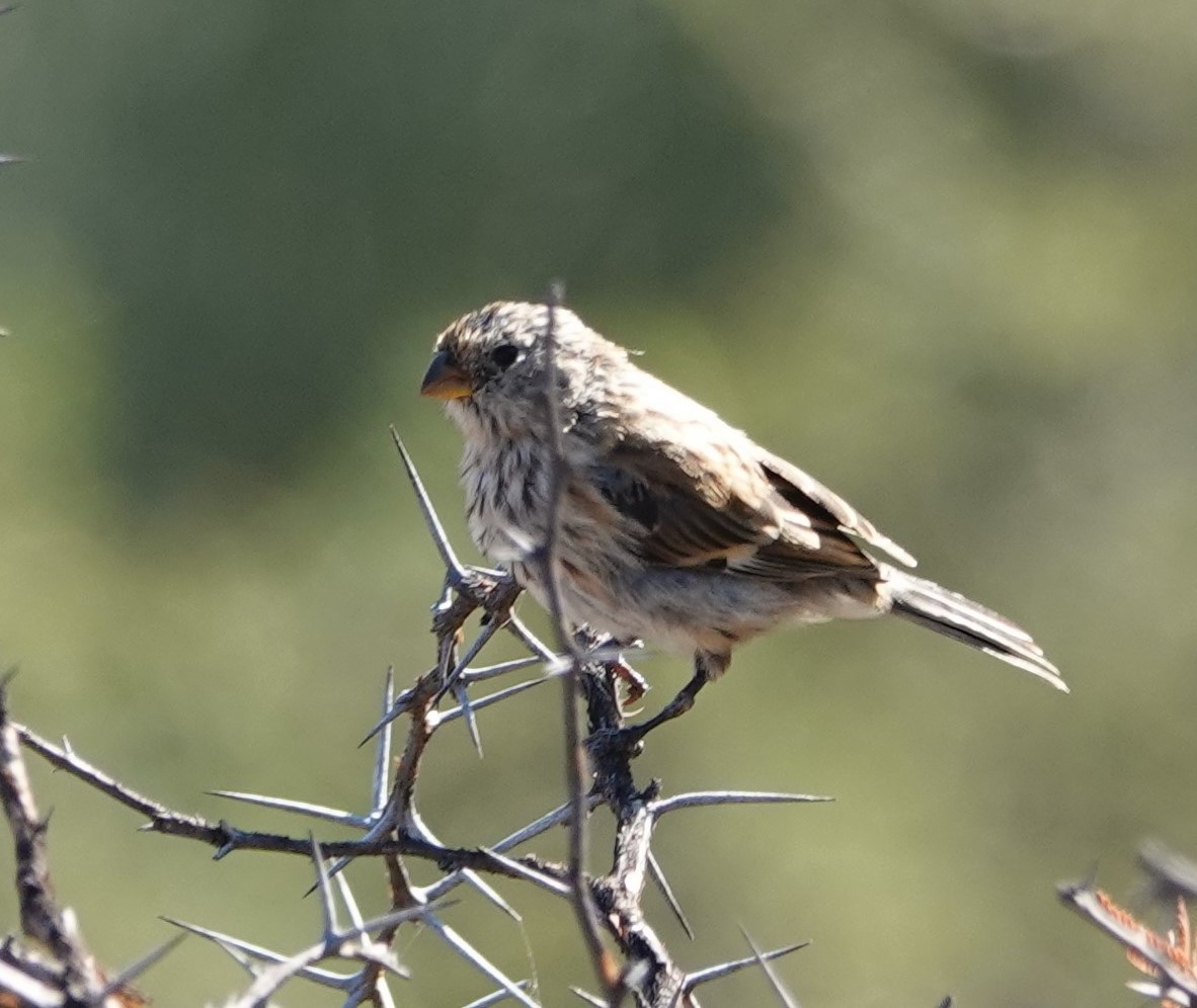 Band-tailed Seedeater - ML338431001
