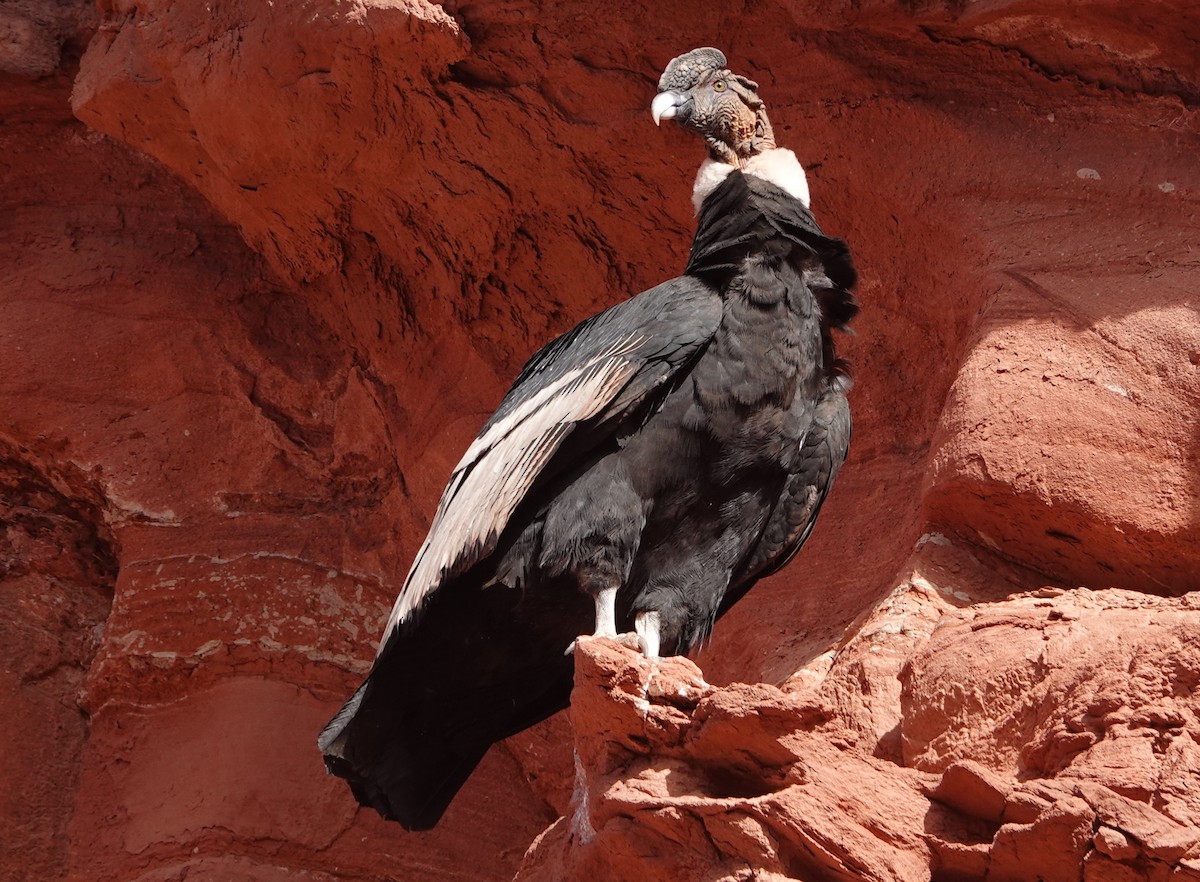 Andean Condor - ML338431141
