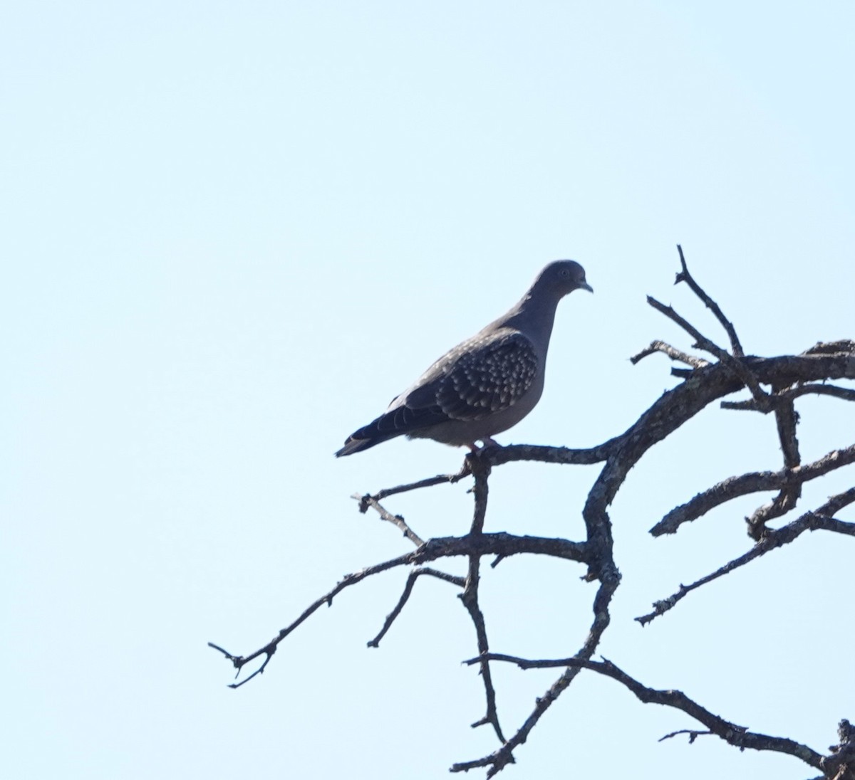 Spot-winged Pigeon - ML338431161