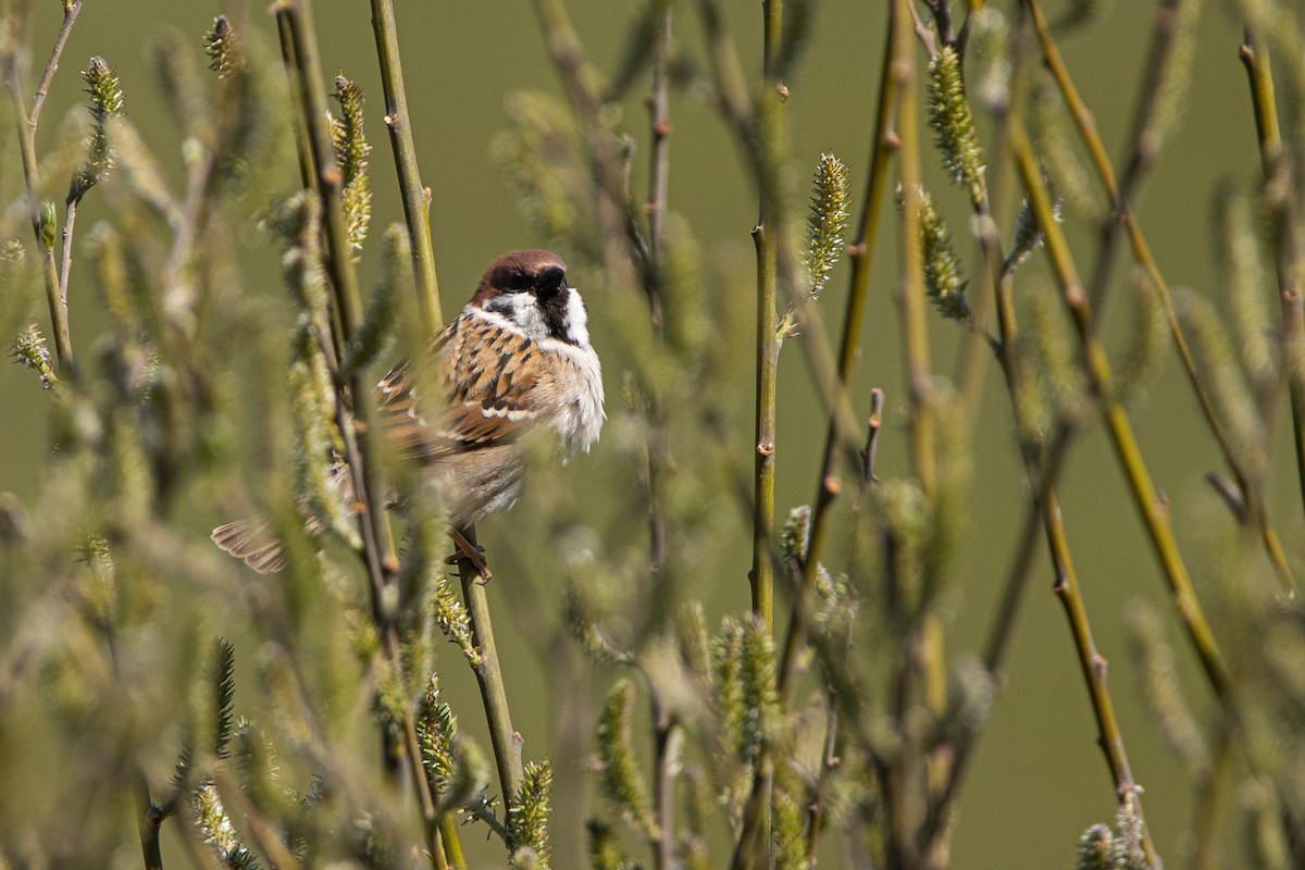 Eurasian Tree Sparrow - ML338431991