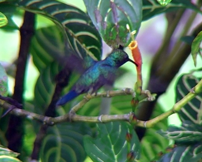 kolibřík modroocasý - ML338436001