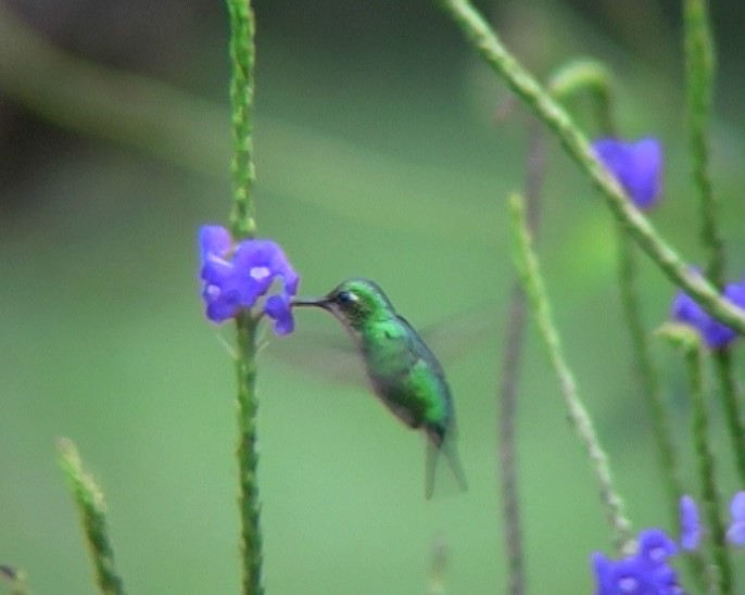 kolibřík modroocasý - ML338436041
