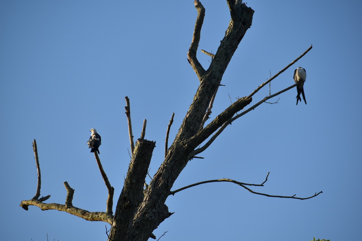Swallow-tailed Kite - ML338436581